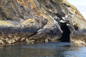 Seal on the coast of Myross Island