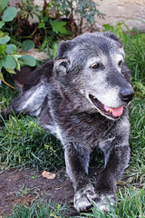 A old dog sits in the grass and looks around