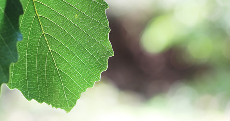 Acorn leaves 