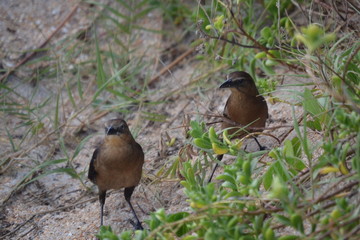 Two woman birds