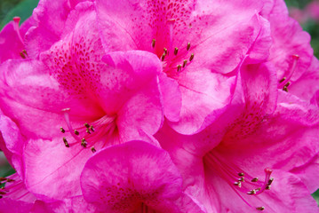 Pink Rhododendron Pink Flower in Full Bloom