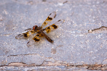 Dragon flies of South Carolina