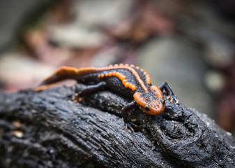 salamander on wooden logs wildlife reptile crocodile salamander spotted orange and black rare animals