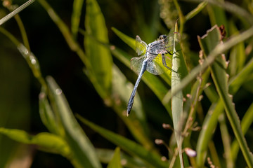 Dragon flies of South Carolina