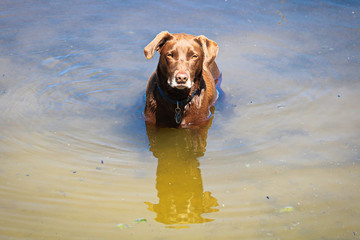 A brown dog stands in water up to its chest waiting for a stick to be thrown