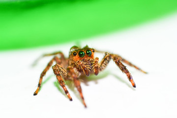 Jumping spider colorful on nature green leaf plant background