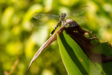 Dragon flies of South Carolina © The Camera Queen 
