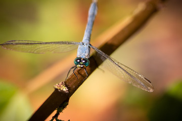 Dragon flies of South Carolina