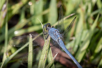 Dragon flies of South Carolina