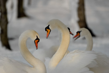 Obraz premium Two swans forming a heart with their necks