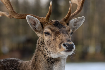 Portrait of deer in the forest