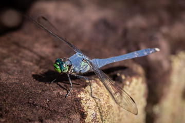 Dragon flies of South Carolina