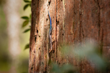 Dragon flies of South Carolina