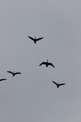 Flying Geese