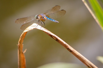 Dragon flies of South Carolina