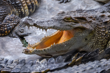 Crocodile with mouth open