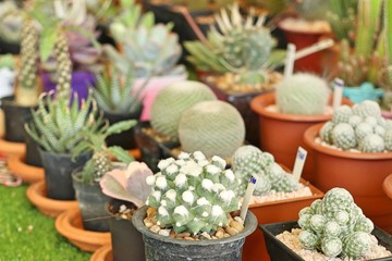 Calandiva or cactus for sell