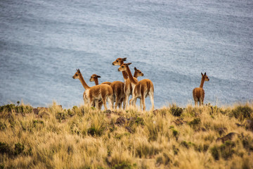 Herd of vicunas on lake Titicaca