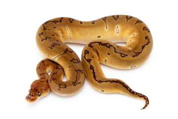 Ball Python Snake Reptile Isolated on White Background