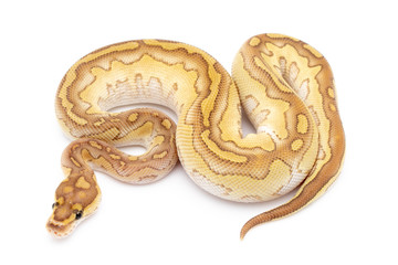 Ball Python Snake Reptile Isolated on White Background