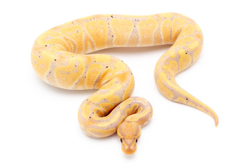 Obraz premium Ball Python Snake Reptile Isolated on White Background