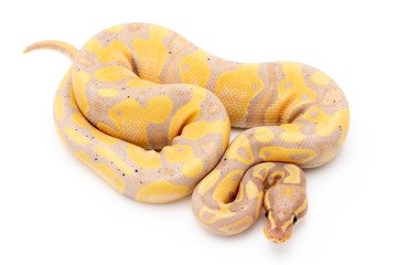 Ball Python Snake Reptile Isolated on White Background