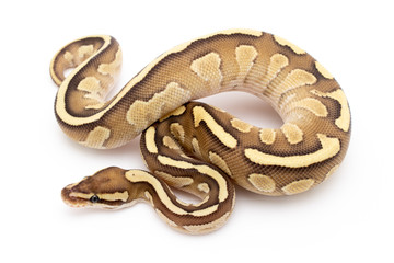 Ball Python Snake Reptile Isolated on White Background