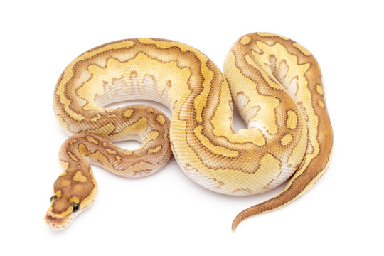 Ball Python Snake Reptile Isolated on White Background