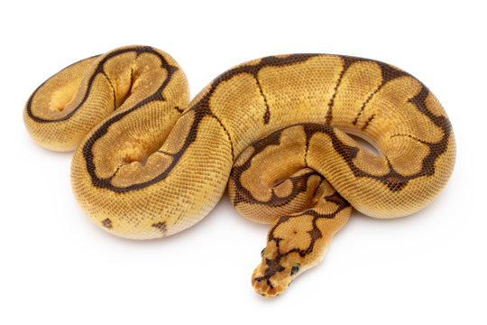 Ball Python Snake Reptile Isolated on White Background
