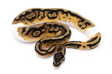 Ball Python Snake Reptile Isolated on White Background