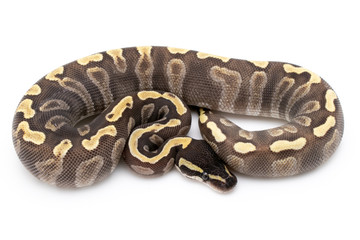 Ball Python Snake Reptile Isolated on White Background