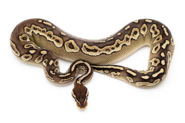Ball Python Snake Reptile Isolated on White Background