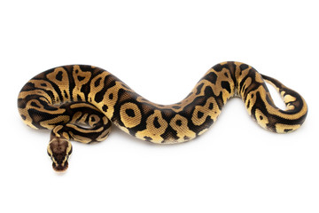 Fototapeta premium Ball Python Snake Reptile Isolated on White Background
