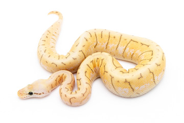 Ball Python Snake Reptile Isolated on White Background