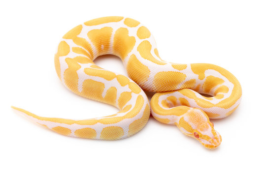 Ball Python Snake Reptile Isolated on White Background