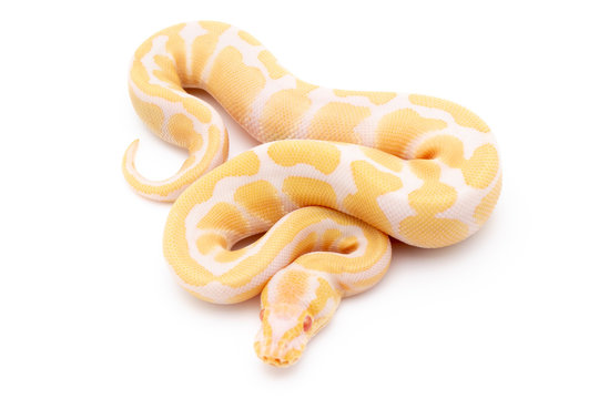 Ball Python Snake Reptile Isolated on White Background