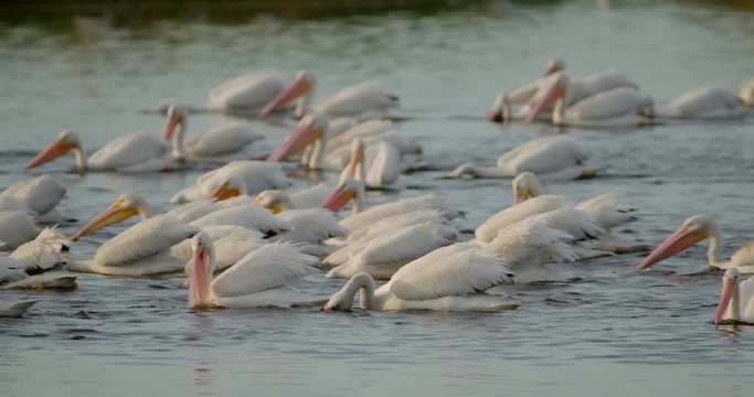 Dozens of White Pelicans swimming through a wetlands pond feeding on fish at sunset