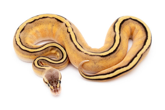 Ball Python Snake Reptile Isolated on White Background