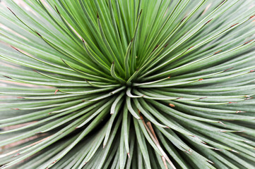 Abstract green plant with red tips