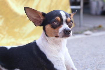 Chihuahua dog on the road