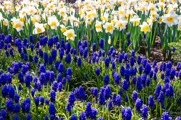 Daffodils and purple flowers by Skip Weeks