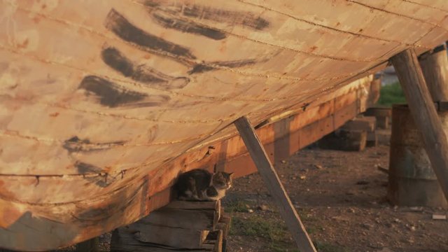 Cat sitting under old wooden carvel built boat