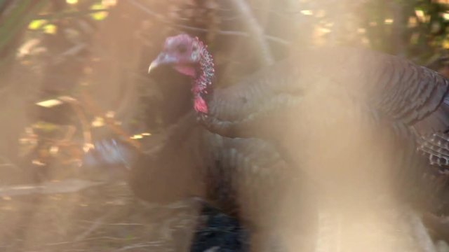 Wild Turkey walking as viewed through tall grasses &permil;&Ucirc;&Oacute; good shot for hunting video