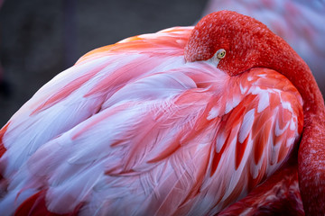 Flamingo 8