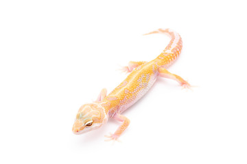 Naklejka premium Leopard Gecko Lizard Reptile isolated white background