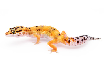 Leopard Gecko Lizard Reptile isolated white background