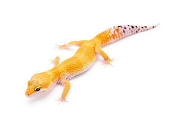 Leopard Gecko Lizard Reptile isolated white background