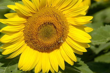 Pollen II