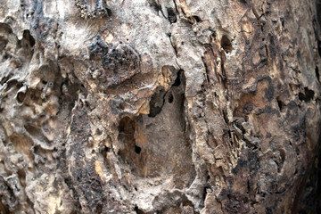 Decayed wood old wood uneven wood surface caused by nibbling of termites and have fungus caused by moisture.
