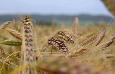 Ears of wheat (lat. Tríticum aestívum). Close-up.